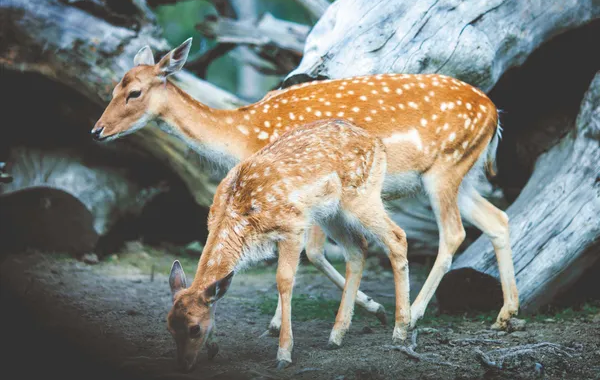 Daniel zwyczajny (Dama dama) – któż to taki i czy ujrzymy go w Polsce?