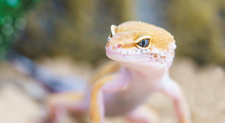 Gekonowate – zobacz raz i pokochaj na całe życie!