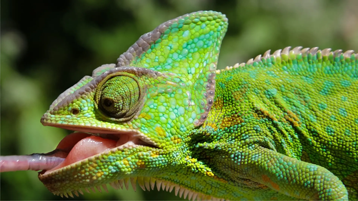 Kameleon jemeński – bardzo krótka charakterystyka dla leniwych