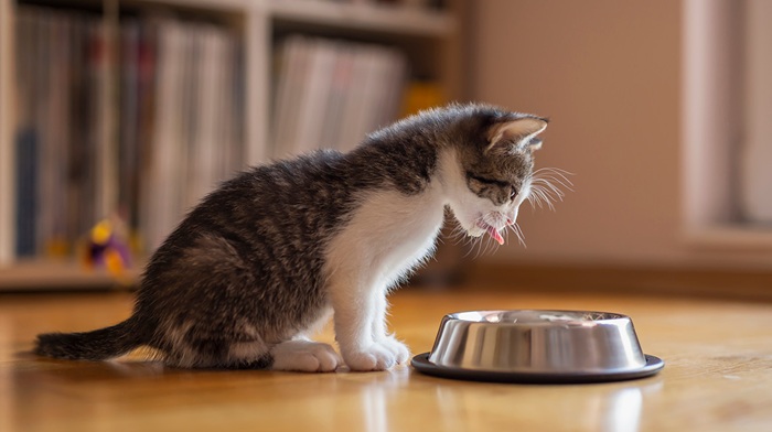 Kocia dieta – ostateczny zbiór wskazówek, przeciwskazań i garść faktów