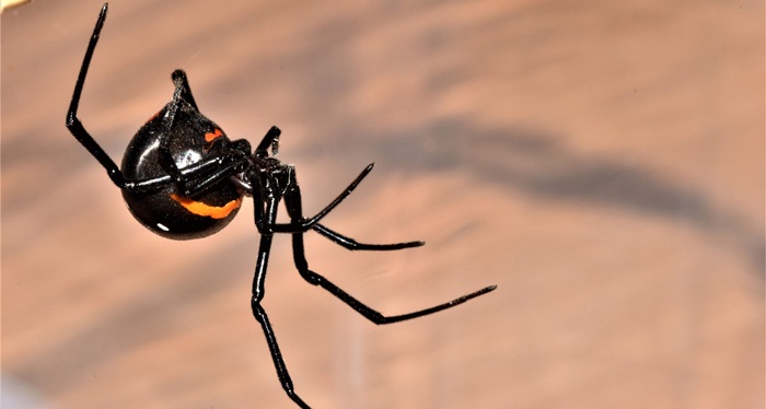 Latrodectus – czy czarne wdowy naprawdę zabijają w moment?