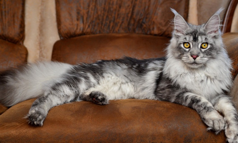 Maine Coon – rasa kocura, którą streściliśmy dla opornych