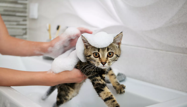 Pielęgnacja kota – pewnie już to wiesz, ale dla pewności przeczytaj!