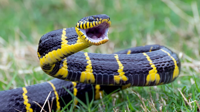 Węże – pokarm żywy czy martwy bardziej posmakuje twojemu słodziakowi?