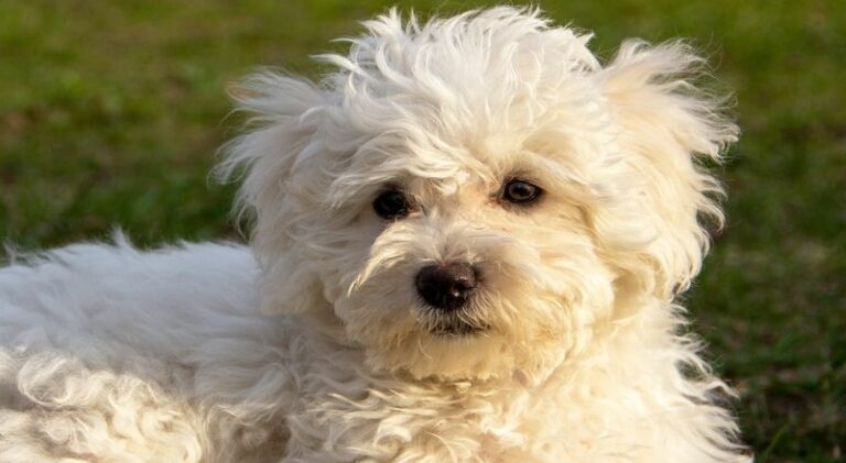 Zakup bolończyka – odpowiada Karolina Kukielka hodowca psów rasowych Chihuahua