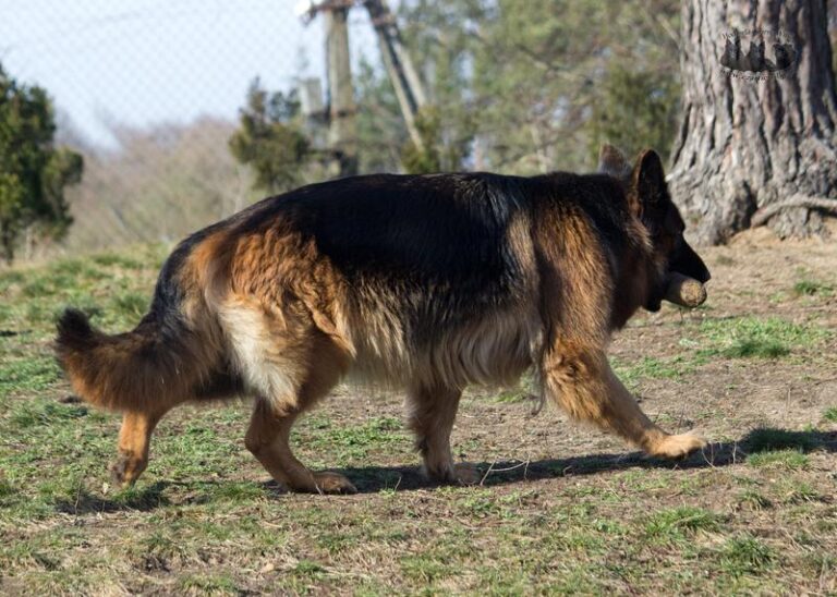 Ciąża owczarka niemieckiego – ile trwa i co warto wiedzieć?