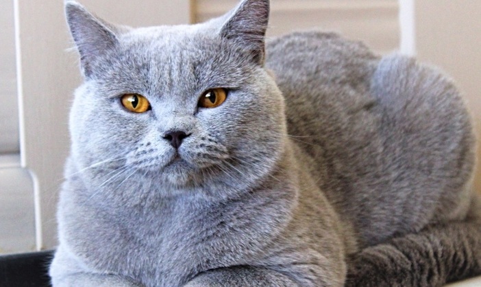 Choroby narządów rozrodczych u kotów – zmora miłośników futrzaków