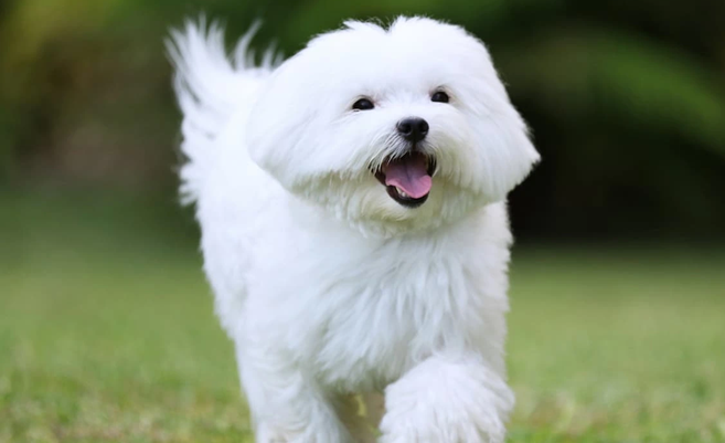 Agresywny maltańczyk – odpowiada Pan Leonard Wach, wieloletni szkoleniowiec psów