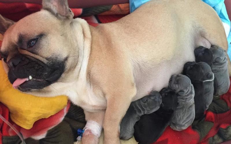 Czas trwania ciąży psa