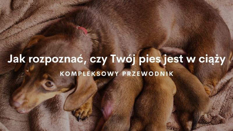 Fazy rozwoju szczeniąt