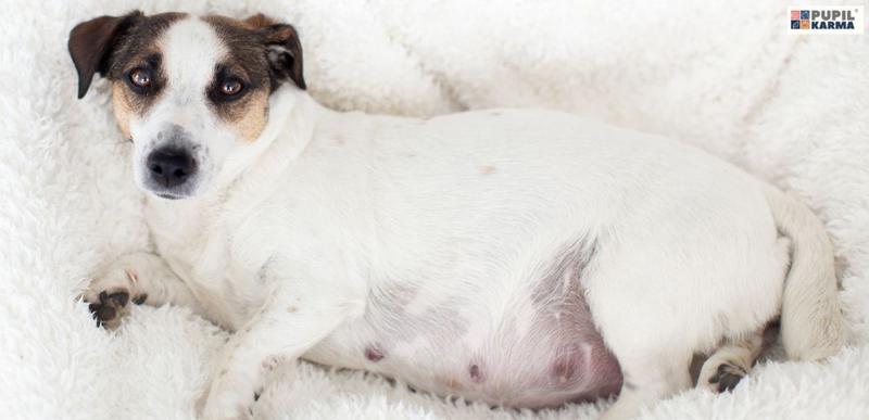 Opieka nad ciężarnym psem