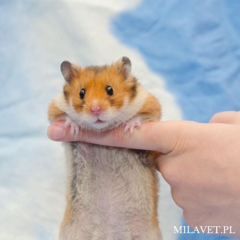 Przygotowanie do wizyty u weterynarza