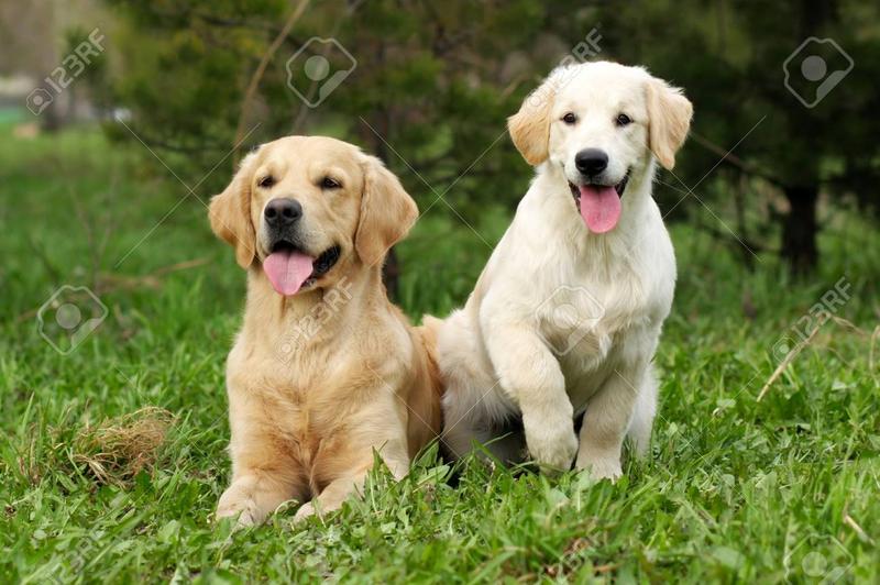 Przygotowanie psów do spotkania