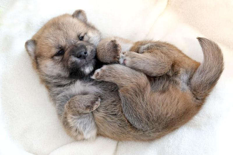 Szczeniaki gryzienie