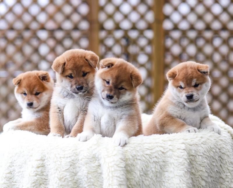 Techniki ograniczania gryzienia