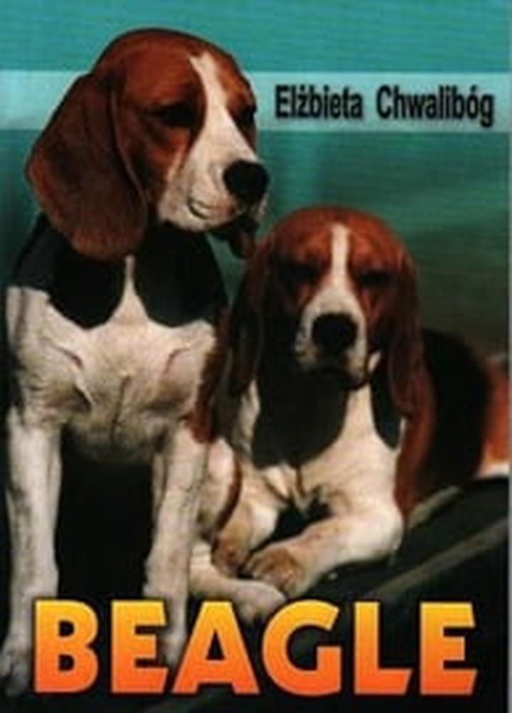 Tresura beagle