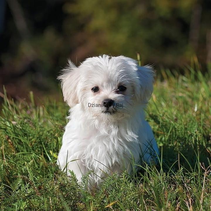 Utrzymanie wagi u maltańczyków