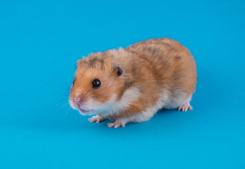 Wskazówki treningowe chomik