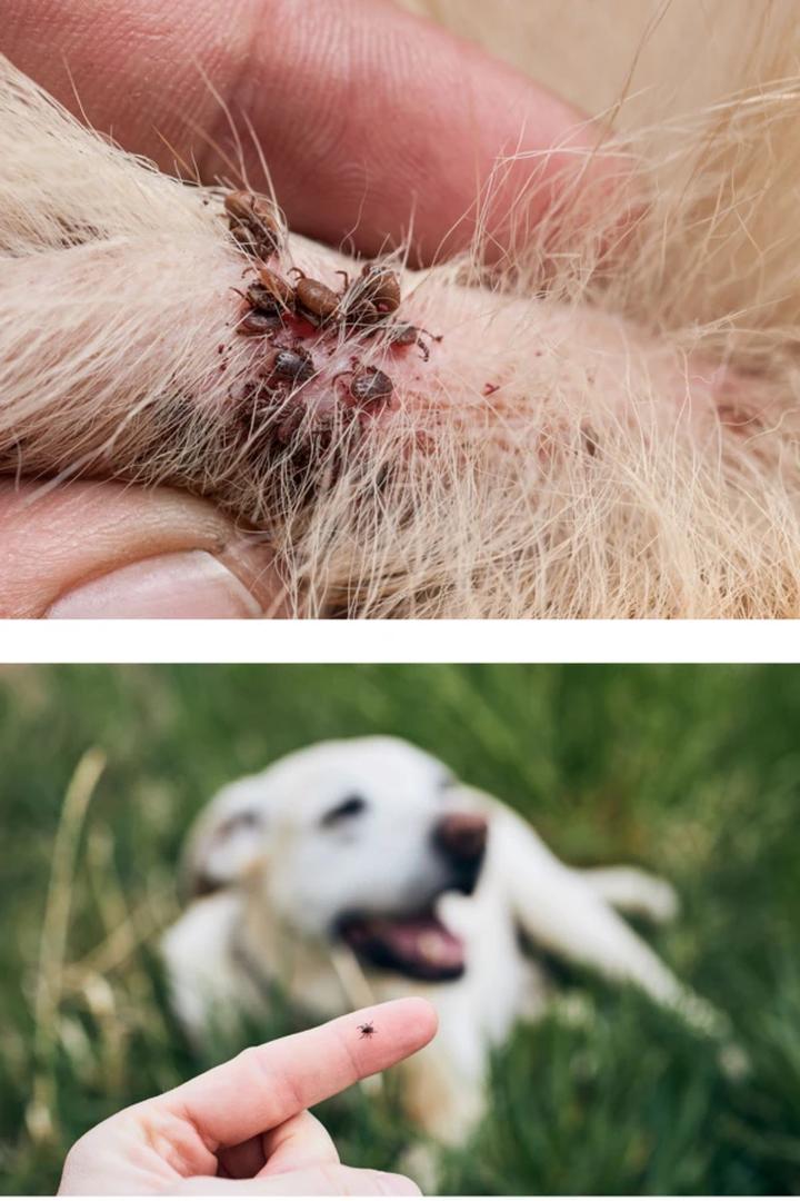 Zapobieganie ukąszeniom kleszczy