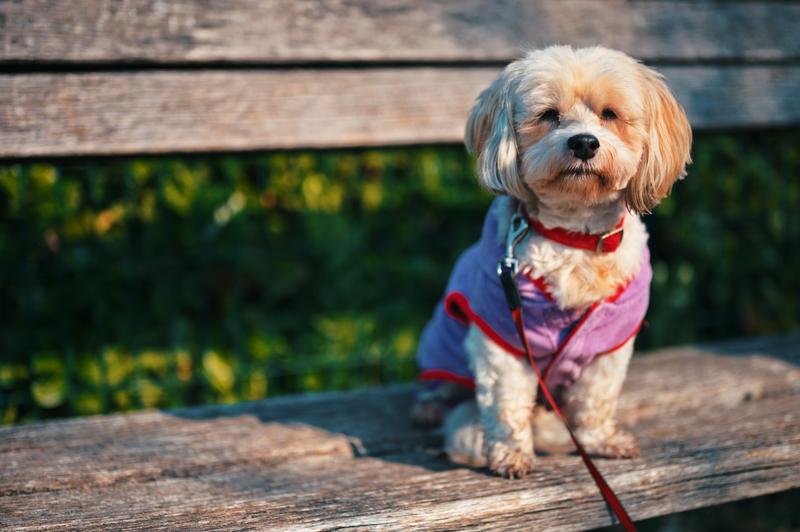 Zdrowie maltańczyka