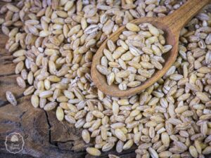 Czy pies może jeść pęczak? Oto zasady, które musisz znać przy karmieniu swojego pupila!