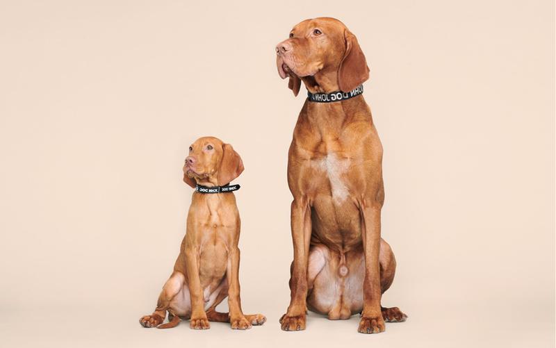 Jak wprowadzić szczeniaka do dorosłego psa bez stresu i konfliktów?