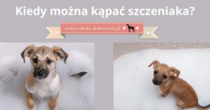 Jak wykąpać szczeniaka bez stresu: błędy, które warto omijać