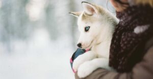 Kiedy szczeniaki przestają gryźć? Praktyczne wskazówki, jak im w tym pomóc, by uniknąć bólu