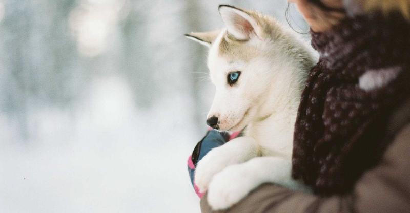 Kiedy szczeniaki przestają gryźć? Praktyczne wskazówki, jak im w tym pomóc, by uniknąć bólu