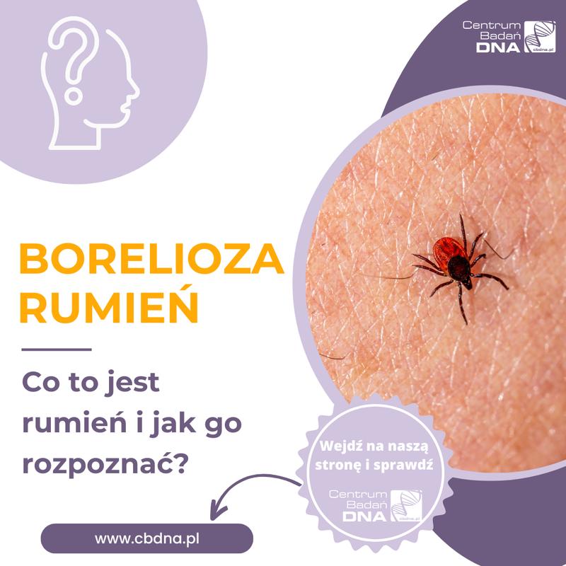 Antybiotyki na boreliozę