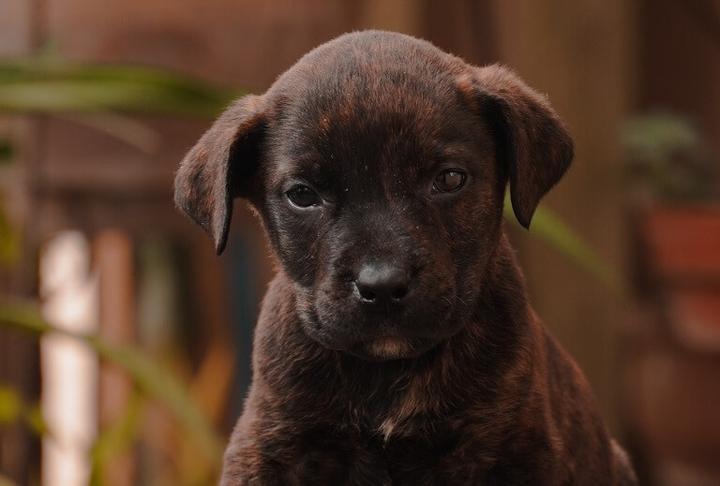 Czynniki tresury psa