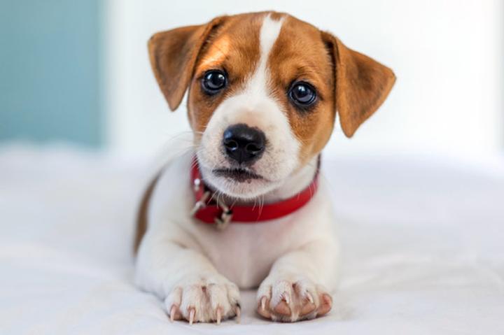 Jak wytresować szczeniaka