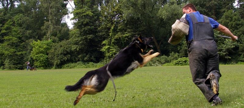 Pozytywne wzmocnienie w tresurze