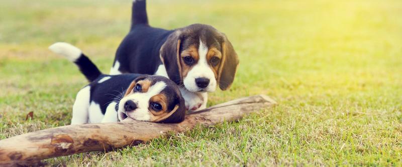 Preparaty do odrobaczania