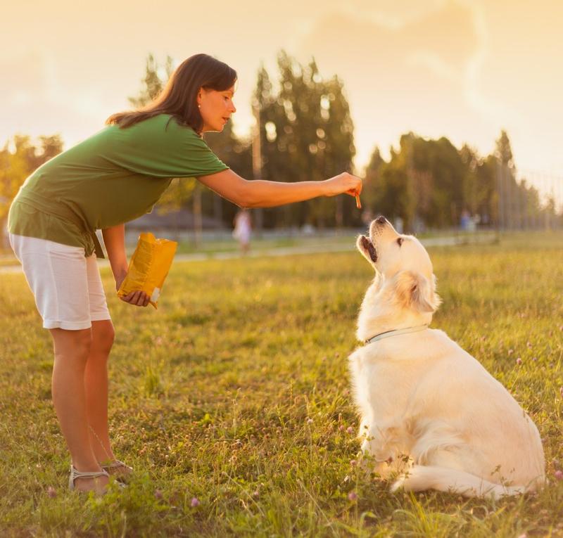 Problem gryzienia u psa