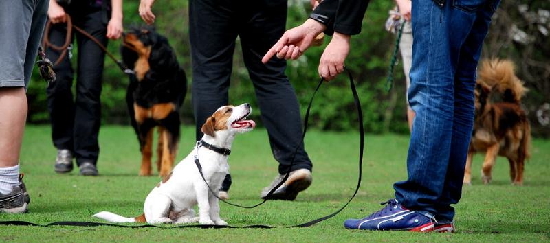 Psia psychologia w tresurze