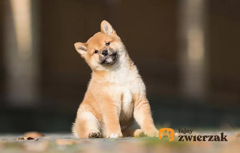 Socjalizacja szczeniaka