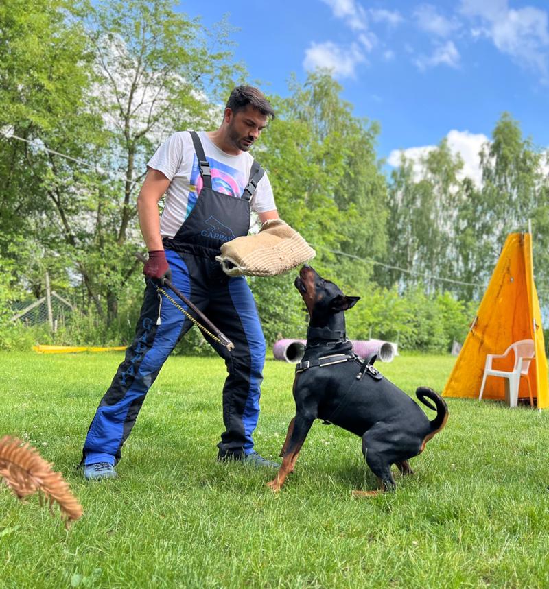 Tresura psów w domu