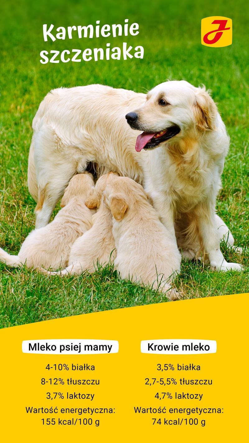 Zdrowie młodego psa