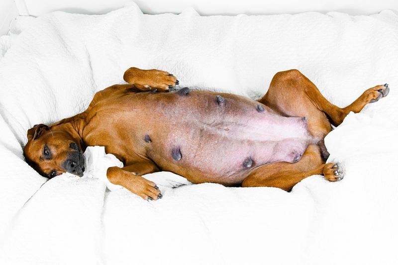 Zmiany w apetycie psa