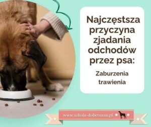 Dlaczego Twój Szczeniak Ma Skłonność do Zjadania Odchodów i Jak To Zmienić?