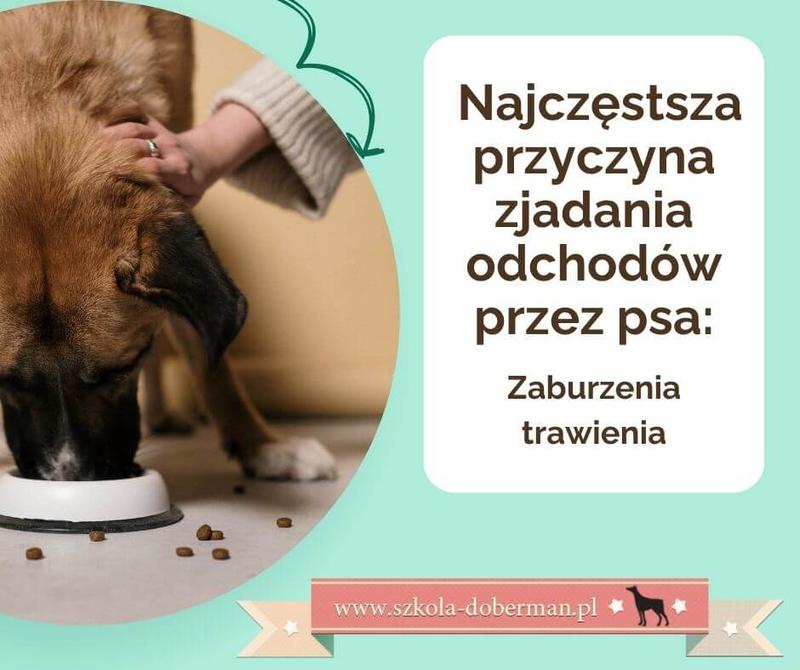 Dlaczego Twój Szczeniak Ma Skłonność do Zjadania Odchodów i Jak To Zmienić?