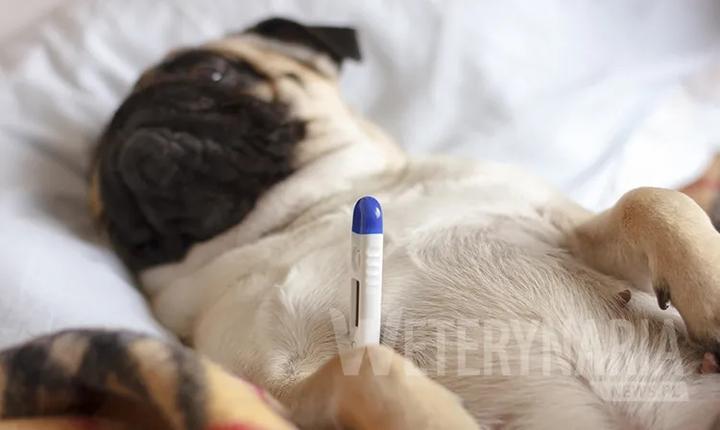 Gdzie szukać zatrudnienia dla weterynarza? Miejsca pracy, zarobki i przyszłość w zawodzie