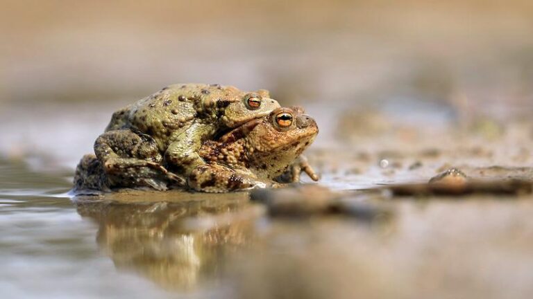 Jak rozpoznać zagrożenie: Ropuchy a zdrowie psa – objawy zatrucia i skuteczna ochrona pupila
