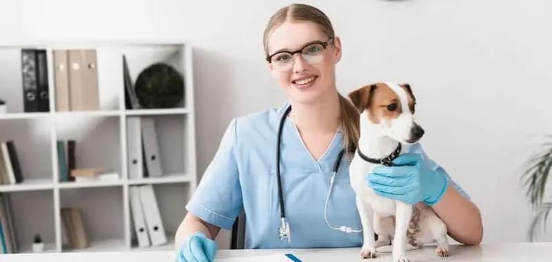 Jakie wynagrodzenie dla weterynarzy w Norwegii? Dowiedz się, czy to dobry wybór zawodowy