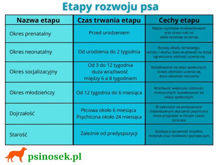 Aktywność fizyczna psa