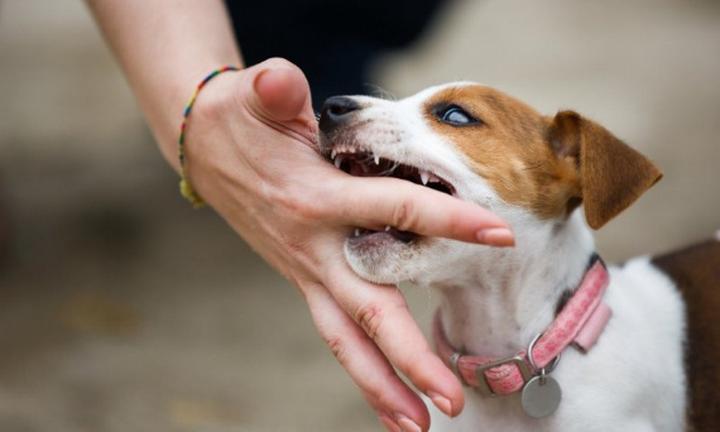 Gryzienie u młodych psów