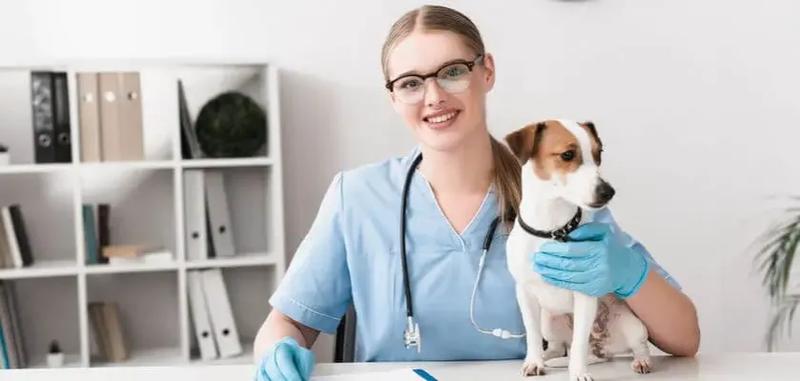 Koszty edukacji weterynaryjnej