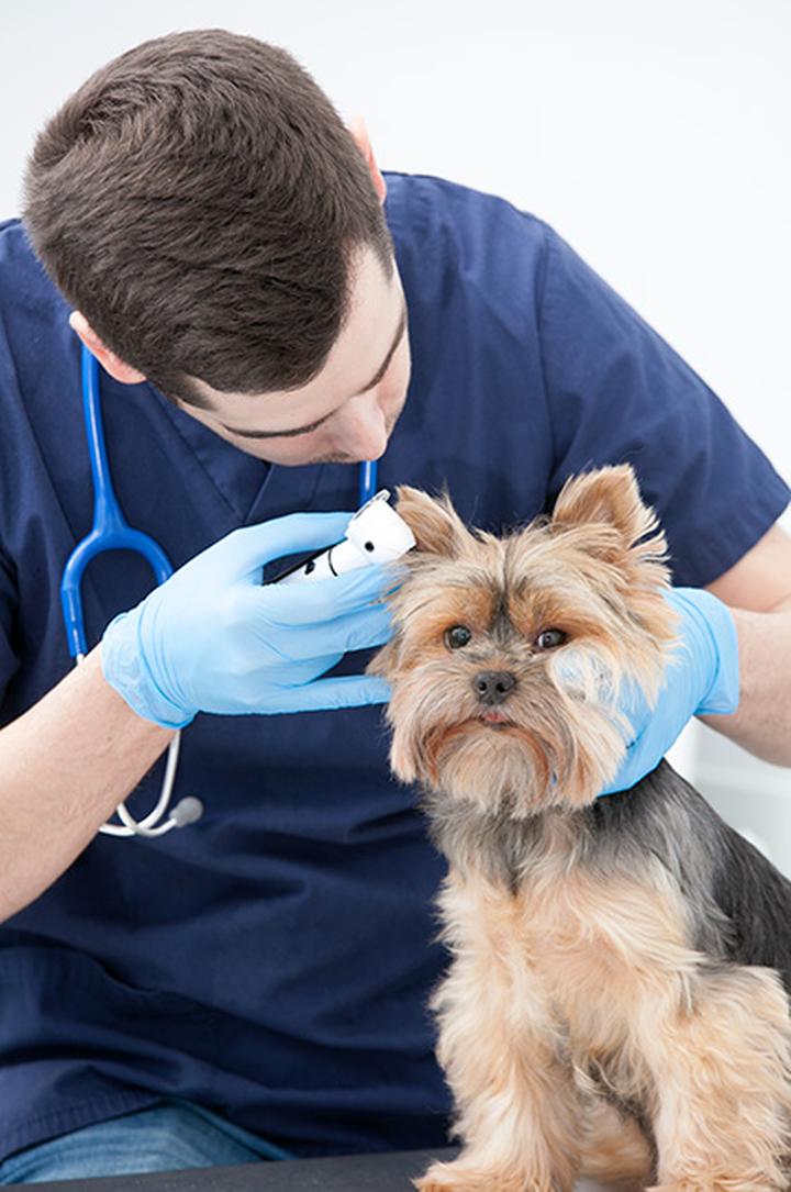 Koszty leczenia zwierząt