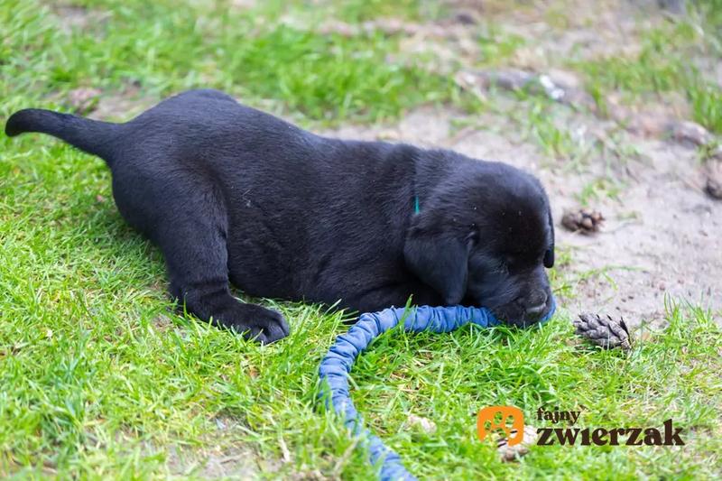 Metody wychowania psa